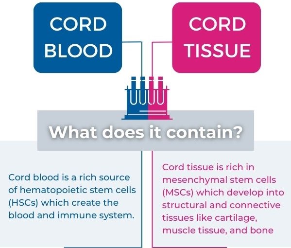 What do cord blood and cord tissue contain?